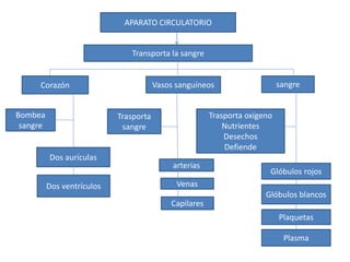 APARATO CIRCULATORIO
Transporta la sangre
Corazón Vasos sanguíneos sangre
Bombea
sangre
Trasporta
sangre
Trasporta oxígeno
Nutrientes
Desechos
Defiende
Dos aurículas
Dos ventrículos
arterias
Venas
Capilares
Glóbulos rojos
Glóbulos blancos
Plaquetas
Plasma
 