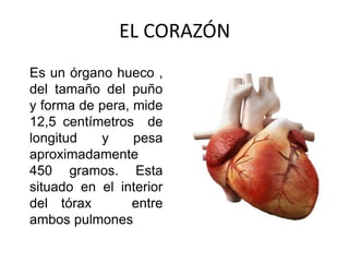 EL CORAZÓN
Es un órgano hueco ,
del tamaño del puño
y forma de pera, mide
12,5 centímetros de
longitud y pesa
aproximadamente
450 gramos. Esta
situado en el interior
del tórax entre
ambos pulmones
 