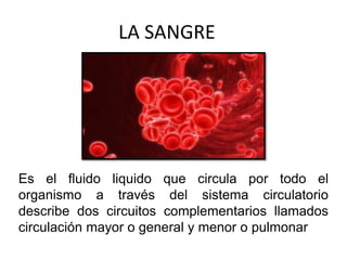 LA SANGRE
Es el fluido liquido que circula por todo el
organismo a través del sistema circulatorio
describe dos circuitos complementarios llamados
circulación mayor o general y menor o pulmonar
 