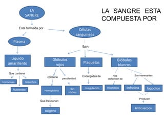 LA
SANGRE
Células
sanguíneas
Plasma
Liquido
amarillento
hormonas
Nutrientes
Plaquetas
Glóbulos
blancos
Glóbulos
rojos
microbioscoagulación
oxigeno
Sin
núcleo
Hemoglobina
fagocitos
desechos
linfocitos
Esta formada por
Que contiene
Son
Encargadas decontiene
Que trasportan
peculiaridad
Nos
defienden de
Son interesantes
Anticuerpos
Producen
LA SANGRE ESTA
COMPUESTA POR
 