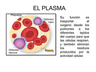 EL PLASMA
Su función es
trasportar el
oxigeno desde los
pulmones a los
diferentes tejidos
del cuerpo para que
las células respiren,
y también eliminan
los residuos
producidos por la
actividad celular.
 