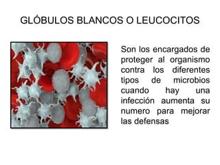 GLÓBULOS BLANCOS O LEUCOCITOS
Son los encargados de
proteger al organismo
contra los diferentes
tipos de microbios
cuando hay una
infección aumenta su
numero para mejorar
las defensas
 