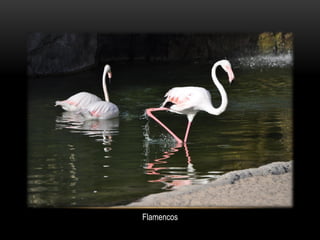 Flamencos