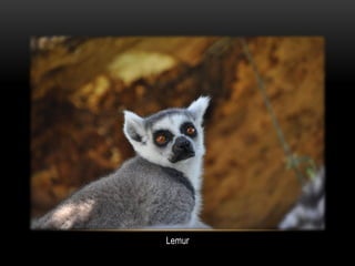 Lemur
 