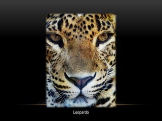 Leopardo
