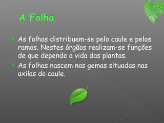  As folhas distribuem-se pelo caule e pelos
  ramos. Nestes órgãos realizam-se funções
  de que depende a vida das plantas.
 As folhas nascem nas gemas situadas nas
  axilas do caule.
 