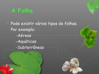    Pode existir vários tipos de folhas.
    Por exemplo:
      -Aéreas
      -Aquáticas
      -Subterrâneas
 