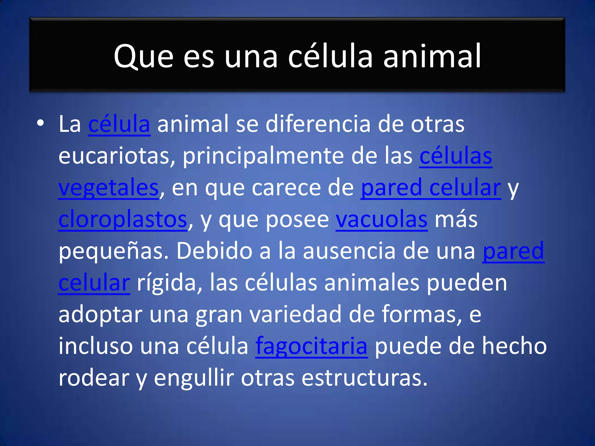 Que es una célula animalLa célula animal se diferencia de otras eucariotas, principalmente de las células vegetales, en que carece de pared celular y cloroplastos, y que posee vacuolas más pequeñas. Debido a la ausencia de una pared celular rígida, las células animales pueden adoptar una gran variedad de formas, e incluso una célula fagocitaria puede de hecho rodear y engullir otras estructuras.