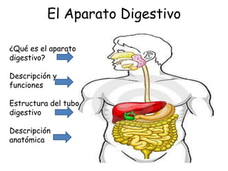 El Aparato Digestivo

¿Qué es el aparato
digestivo?

Descripción y
funciones

Estructura del tubo
digestivo

Descripción
anatómica
 