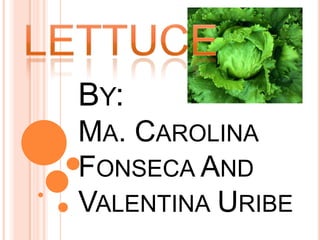 lettuce By: Ma. Carolina Fonseca And Valentina Uribe 