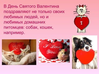 В День Святого Валентина поздравляют не только своих любимых людей, но и любимых домашних питомцев: собак, кошек, например.  