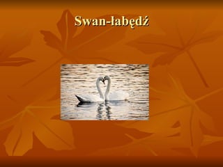 Swan-łabędź 