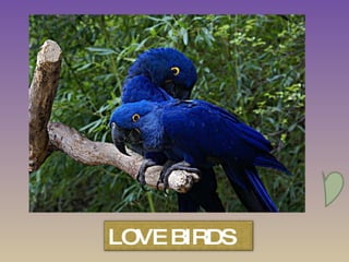 LOVE BIRDS 