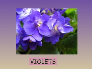 VIOLETS 