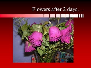 Flowers for HerThe husband is holding a bouquet of flowers behind his back.He is going to give them to his wife.The flowers will die soon after they’ve been given.The husband has knowingly given his wife something that will die soon.True love equals dead flowers.What does the wife have behind her back?  Is that nothing?  Then she deserves dead flowers.