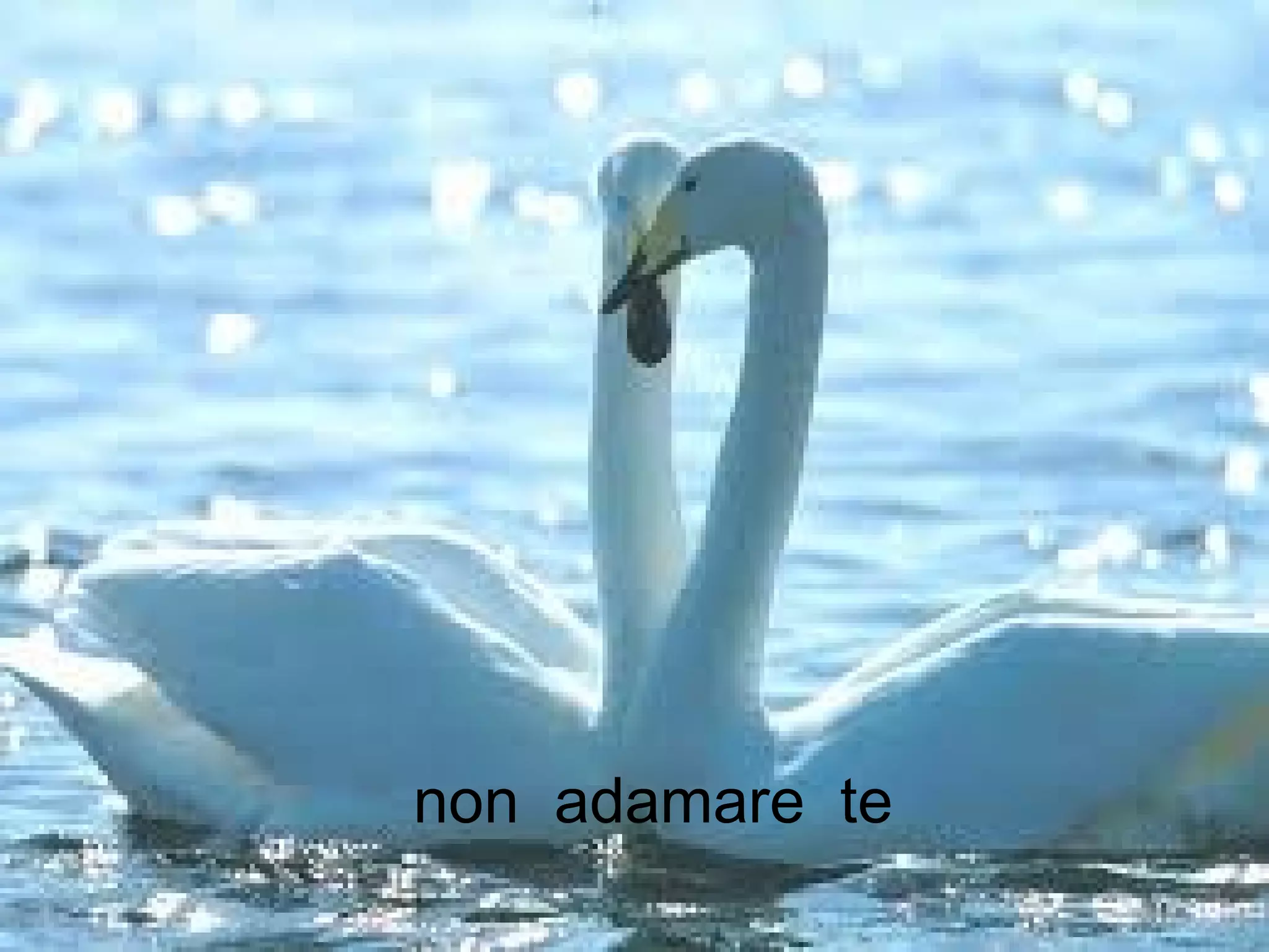 non adamare te
 