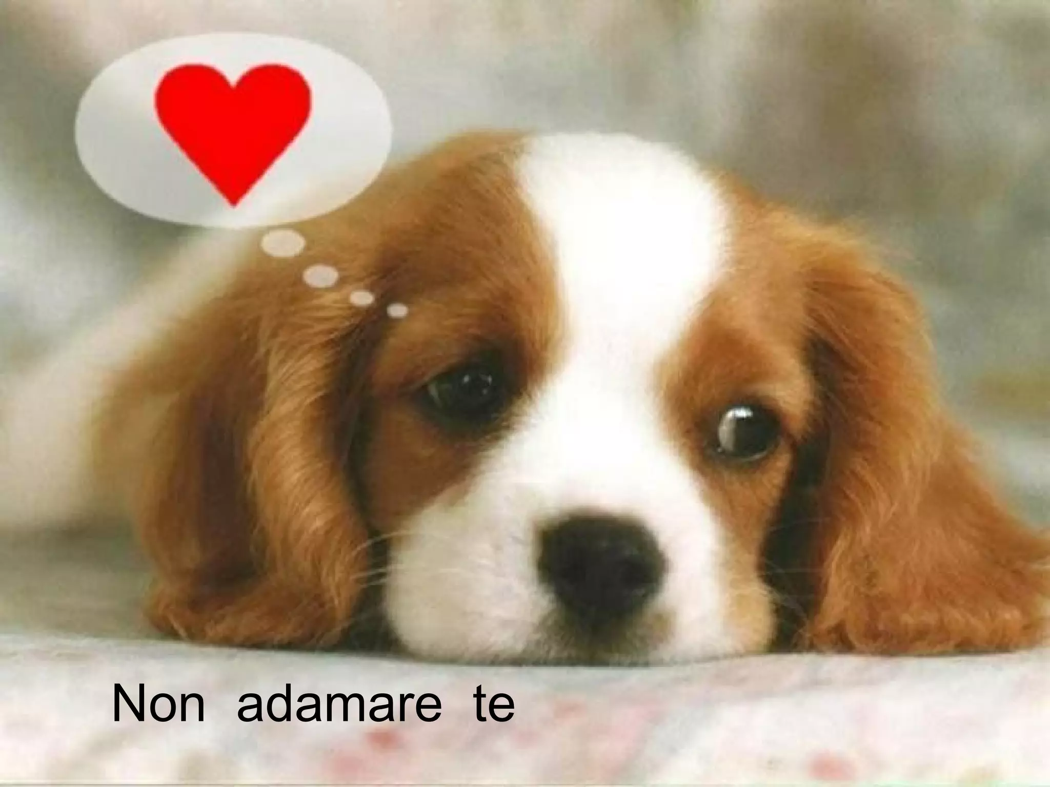 Non adamare te
 