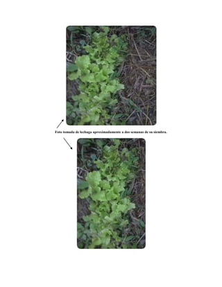 Foto tomada de lechuga aproximadamente a dos semanas de su siembra.
 