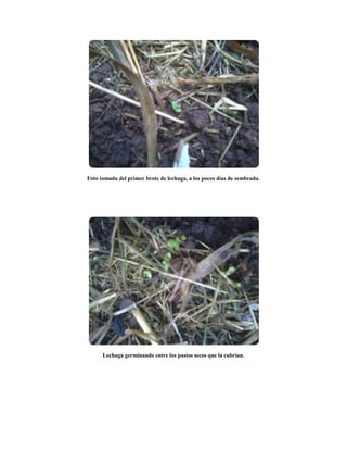 Foto tomada del primer brote de lechuga, a los pocos días de sembrada.
Lechuga germinando entre los pastos secos que la cubrían.
 