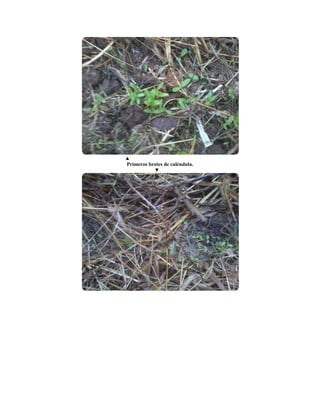 Primeros brotes de caléndula.
 