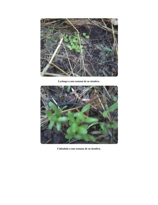 Lechuga a una semana de su siembra.
Caléndula a una semana de su siembra.
 