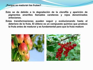 ¿Porque se maduran los frutos?
Esto se da debido a la degradación de la clorofila y aparición de
pigmentos amarillos llamados carotenos y rojos denominados
antocianos.
Estas transformaciones pueden seguir y evolucionando hasta el
deterioro de la fruta. El etileno es un compuesto químico que produce
la fruta antes de madurar y es fundamental para que la fruta madure
 