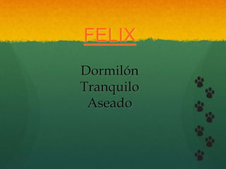 FELIX 
Dormilón 
Tranquilo 
Aseado 
 