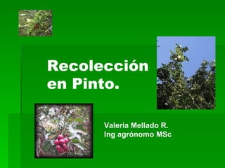 Recolección en Pinto. Valeria Mellado R. Ing agrónomo MSc 