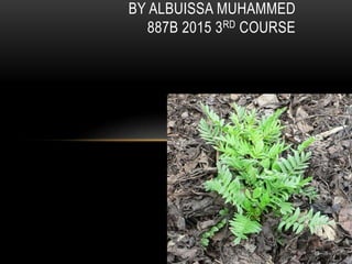 BY ALBUISSA MUHAMMED
887B 2015 3RD COURSE
 
