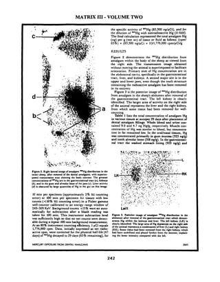 MATRIX I11 -VOLUME TWO
Figurn 9. Right lateral image of amalgam *Hg distribution in the
intact sheep, after pemoval of the dental amalgams, with auprim-
p r e d transmission scan &wing thc body contour. 171cgreatest
concentrations of ='Hg are in the gastmit~lcrtindtnct (a), kidneys
(b), and in the gum and alveolar bone of the jaws (r). Liver activity
(4is obscured by large quantitia of Hg in the gut on this image.
10 min per specimen (approximately 2% SU counting
error) or 100 min per specimen for tissucs with low
counts (<lo% SD counting error) in a Picker gamma
well-counter calibrated to an energy range window of
249-309 KeV. Background counts +15% were set auto-
matically for subtraction after a blank reading was
taken for 100 min. This instrument subtraction level
was suficiently high so that no net counts were detect-
able during a repeat 100-rninbackground measurement.
At an 80% instrument counting efficiency, 1pCi equals
1,776,000 cpm. Data, initially expressed as net radio-
active cpm, were corrected for the physical half-life (47
days) of 20Wgdecayed to 29 days (65% remaining). for
the specilic activity of 203Hg(83,300 nglpCi), and for
the dilution of 'O'Hg with nonradioactive Hg (11-fold).
The final calculation represented the total amalgam Hg
(ng) per g (wet wt) of tissue or fluid as follows: (cpml
65%) x (83,300 nglpCi x 11)11,776,000 cpm/pCilg.
RESULTS
Figure 2 demonstrates the '03Hg distribution from
amalgam within the body of the sheep as viewed from
the right side. The transmission image obtained
without mwing the animal is superimposed to facilitate
orientation. Primary sites of Hg concentration are in
the abdominal cavity, specificallyin the gastrointestinal
tract, liver, and kidneys. A second major site is in the
upper and lowerjaws, even though the tooth structure
containing the radioactive amalgam has been removed
in its entirety.
Figure 3 is the posterior image of '03Hg distribution
from amalgam in the sheep's abdomen after removal of
the gastrointestinal tract. The left kidney is dearly
identified. The larger area of activity on the right side
of the animal represents the liver and the right kidney,
from which some tissue had been removed for well-
counting.
Table 1 lists the total concentration of amalgam Hg
in various tissues at autopsy 29 days after placement of
dental amalgam fillings. Whole blood and urine con-
tained 9.0 and 4.7 ng Hglg, respectively. Muscle con-
ccntratiot~of Hg was similar to blood, but concentra-
tion in fat remained low. In the oral/nasal tissues, Hg
was concentrated primarily in gum mucosa (323 ng/g)
and tooth alveolar bone (318 nglg). In the gastmintwti-
nal tract the washed stomach lining (929 ng/g) and
Left
F i g u ~3. Posterior image of amalgam mHg distribution in the
abdomen after remwal of the y t m i n t a i n a l tract which demon-
strata Hg within the kidneys and liver. The kR kidney (LK) is
dearly identified. The large area or Hg depaition on the right aide
of the animal representsa combination of liver (L)and right kidney
(RK). Some t i m e had been r c m d from the right kidney, which
had been ~ ~ ~ n b i l i dand placed funher from the detector, explain-
ing the lower intensity compared with the left.
MERCURY EXPOSURE FROM DENTAL AMALGAMS
 