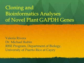 Cloning and
Bioinformatics Analyses
of Novel Plant GAPDH Genes


Valeria Rivera
Dr. Michael Rubin
RISE Program, Department of Biology,
University of Puerto Rico at Cayey
 