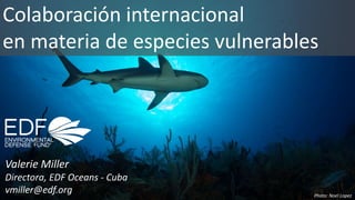 Photo: Noel Lopez
Colaboración internacional
en materia de especies vulnerables
Valerie Miller
Directora, EDF Oceans - Cuba
vmiller@edf.org
 