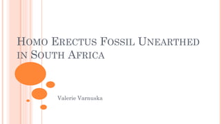 HOMO ERECTUS FOSSIL UNEARTHED
IN SOUTH AFRICA
Valerie Varnuska
 