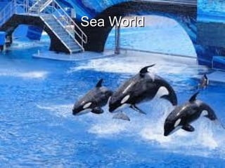 Sea WorldSea World
 