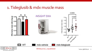 1.Tideglusib & mdx muscle mass
Twitter: @MPHDLab 28
W
T
m
dx-vehicle
m
dx-tideglusib
0.9
1.0
1.1
1.2
1.3
1.4
1.5
Fold-chan...