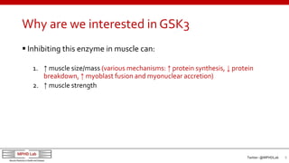 Why are we interested in GSK3
 Inhibiting this enzyme in muscle can:
1. ↑ muscle size/mass (various mechanisms: ↑ protein...