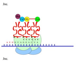 Jne.   A  U  G   G  U  A  G  G  A  C  U  A  Val Met C  C  U Gly Leu G  A  U Jne.   