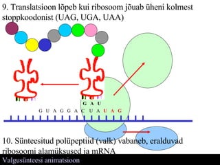 Valgusünteesi animatsioon 9. Translatsioon lõpeb kui ribosoom jõuab üheni kolmest stoppkoodonist (UAG, UGA, UAA) G  U  A  G  G  A  C  U  A  U  A  G G  A  U 10. Sünteesitud polüpeptiid (valk) vabaneb, eralduvad ribosoomi alamüksused ja mRNA 
