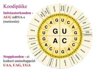 Koodipäike   Initsiaatorkoodon  -  AUG  mRNA-s (metioniin) Stoppkoodon  - ei kodeeri aminohappeid:  UAA, UAG, UGA 