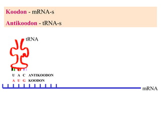 Koodon  - mRNA-s Antikoodon  - tRNA-s A  U  G   KOODON   U  A  C ANTIKOODON mRNA tRNA 