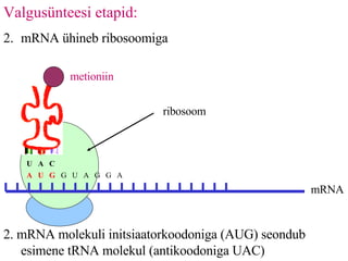 Valgusünteesi etapid: mRNA ühineb ribosoomiga A  U  G   G  U  A  G  G  A  ribosoom mRNA 2. mRNA molekuli initsiaatorkoodoniga (AUG) seondub esimene tRNA molekul (antikoodoniga UAC) U  A  C metioniin 