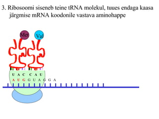 3. Ribosoomi siseneb teine tRNA molekul, tuues endaga kaasa järgmise mRNA koodonile vastava aminohappe A  U  G   G  U  A  G  G  A  U  A  C Val Met C  A  U 
