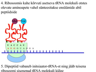 4. Ribosoomis kahe kõrvuti asetseva tRNA molekuli otstes olevate aminoapete vahel sünteesitakse ensüümide abil peptiidside A  U  G   G  U  A  G  G  A  U  A  C  C  A  U Val Met 5. Dipeptiid vabaneb initsiaator-tRNA-st ning jääb teisena ribosoomi sisenenud tRNA molekuli külge 