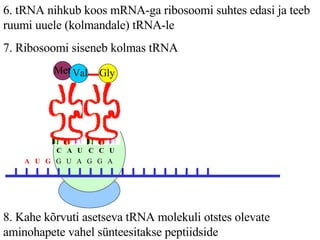 6. tRNA nihkub koos mRNA-ga ribosoomi suhtes edasi ja teeb ruumi uuele (kolmandale) tRNA-le  7. Ribosoomi siseneb kolmas tRNA A  U  G   G  U  A  G  G  A  C  A  U Val Met C  C  U Gly 8. Kahe kõrvuti asetseva tRNA molekuli otstes olevate aminohapete vahel sünteesitakse peptiidside U  A  C  