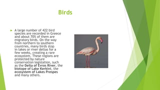 Birds
► A large number of 422 bird
species are recorded in Greece
and about 70% of them are
migratory birds. On the way
from northern to southern
countries, many birds stop
in lakes or river deltas for a
few weeks, creating a rare
ecosystem. These regions are
protected by nature
conservation legislation, such
as the Delta of Evros River, the
biotope of Lake Kerkini, the
ecosystem of Lakes Prespes
and many others.
 