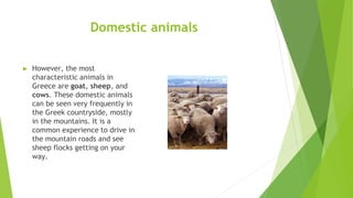 Domestic animals
► However, the most
characteristic animals in
Greece are goat, sheep, and
cows. These domestic animals
can be seen very frequently in
the Greek countryside, mostly
in the mountains. It is a
common experience to drive in
the mountain roads and see
sheep flocks getting on your
way.
 