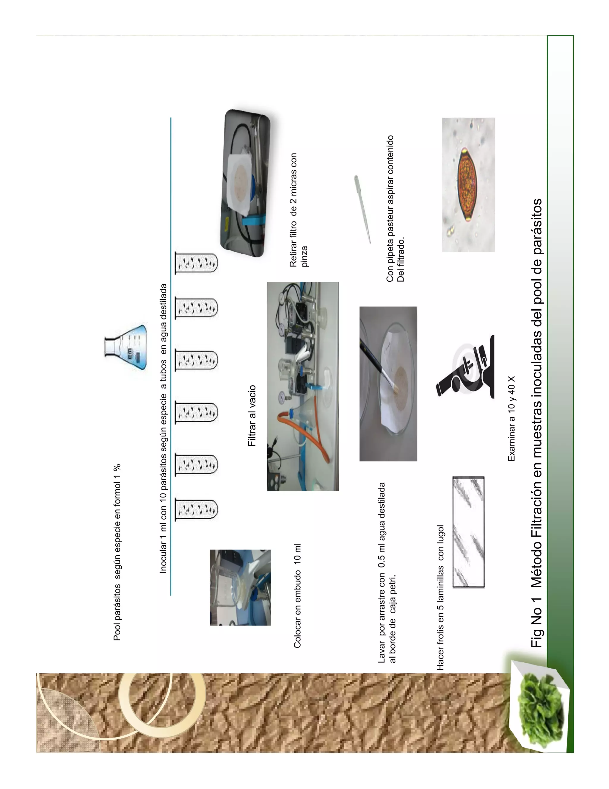 Pool parásitos según especie en formol 1 %




                         Inocular 1 ml con 10 parásitos según especie a tubos en agua destilada




                                                       Filtrar al vacio



     Colocar en embudo 10 ml                                                                         Retirar filtro de 2 micras con
                                                                                                     pinza




 Lavar por arrastre con 0.5 ml agua destilada
 al borde de caja petri.                                                                          Con pipeta pasteur aspirar contenido
                                                                                                  Del filtrado.



Hacer frotis en 5 laminillas con lugol




                                                    Examinar a 10 y 40 X

     Fig No 1 Método Filtración en muestras inoculadas del pool de parásitos
 
