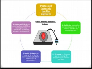 Partes del
lector de
huellas
digitales
1.- Cubierta: protege los
circuitos internos y le da
estética al lector de
huellas digitales.
2.- Ventana: es el sensor
que se encarga de
determinar los relieves
del dedo.
3.- Cable de datos: se
encarga de enviar la
información digital de la
huella hacia la
computadora.
4.- Conector USB-M: se
conecta al puerto USB de
la computadora,
suministra los datos y
alimenta al dispositivo.
 