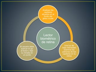 Lector
biométrico
de retina
Analizan los
capilares
situados en el
fondo del
globo ocular
Una luz de
baja intensidad
examina los
patrones de los
capilares en la
retina
El usuario debe
acercar el ojo
al lector y fijar
su mirada en
un punto
 