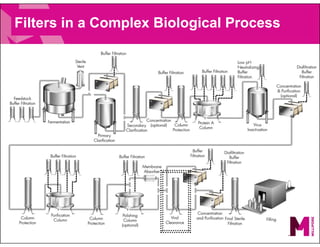 Filters in a Complex Biological Process
 